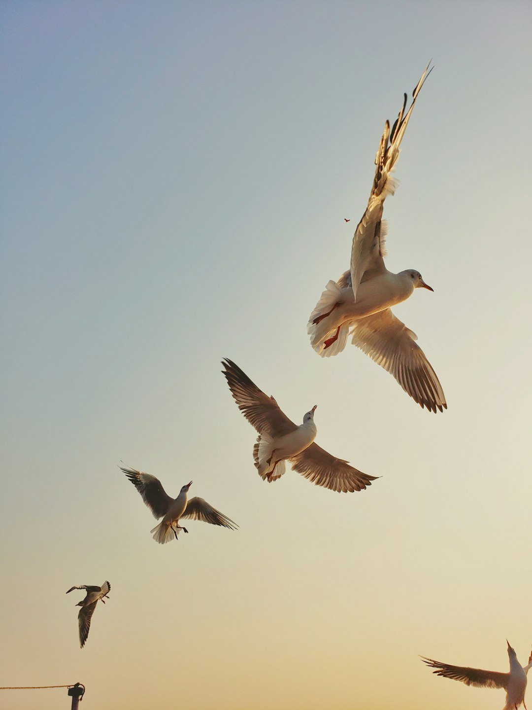 Birds in flight